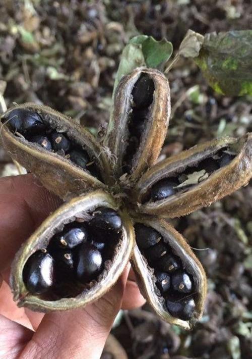 牡丹种子催芽方法是什么？需要多长时间才能发芽？