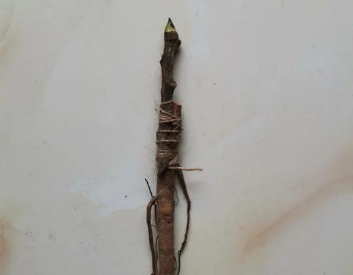 牡丹种子催芽方法是什么？需要多长时间才能发芽？