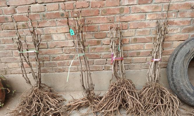 牡丹种子催芽方法是什么？需要多长时间才能发芽？