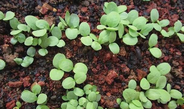 生菜催芽成功后如何正确种植？需要注意哪些事项？