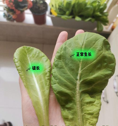 生菜催芽成功后如何正确种植？需要注意哪些事项？