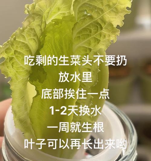 生菜催芽成功后如何正确种植？需要注意哪些事项？