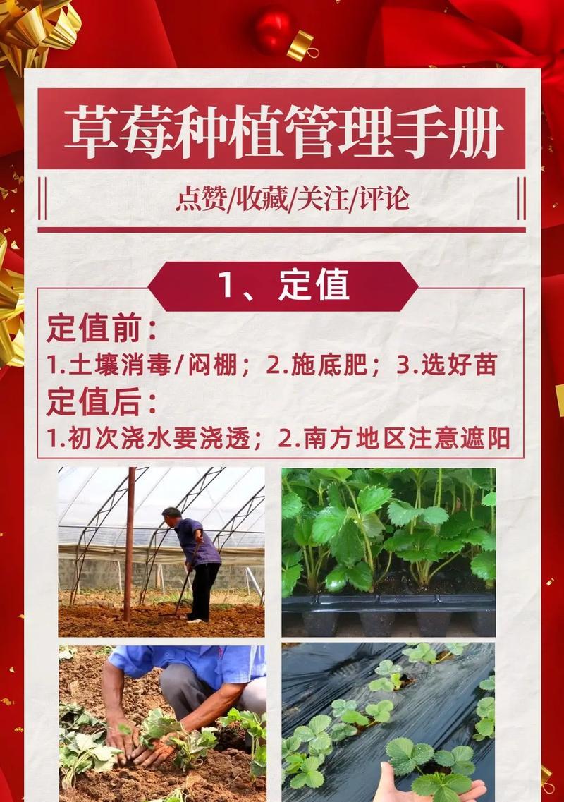 室内种植草莓的最佳方法是什么？如何确保草莓健康成长？