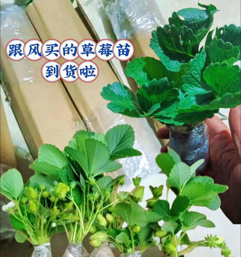 室内种植草莓的最佳方法是什么？如何确保草莓健康成长？