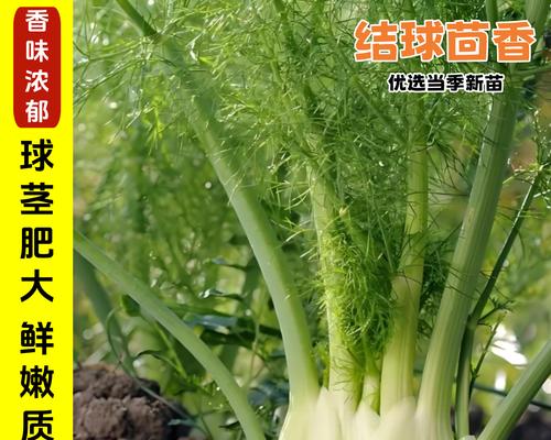 茴香种子种植方法是什么？如何正确种植茴香种子？