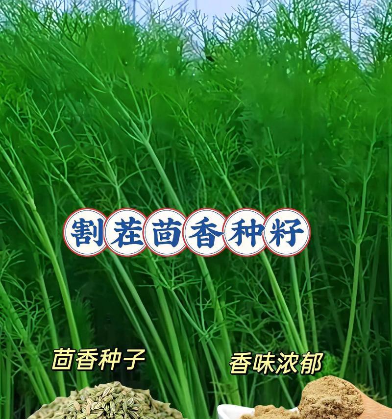 茴香种子种植方法是什么？如何正确种植茴香种子？