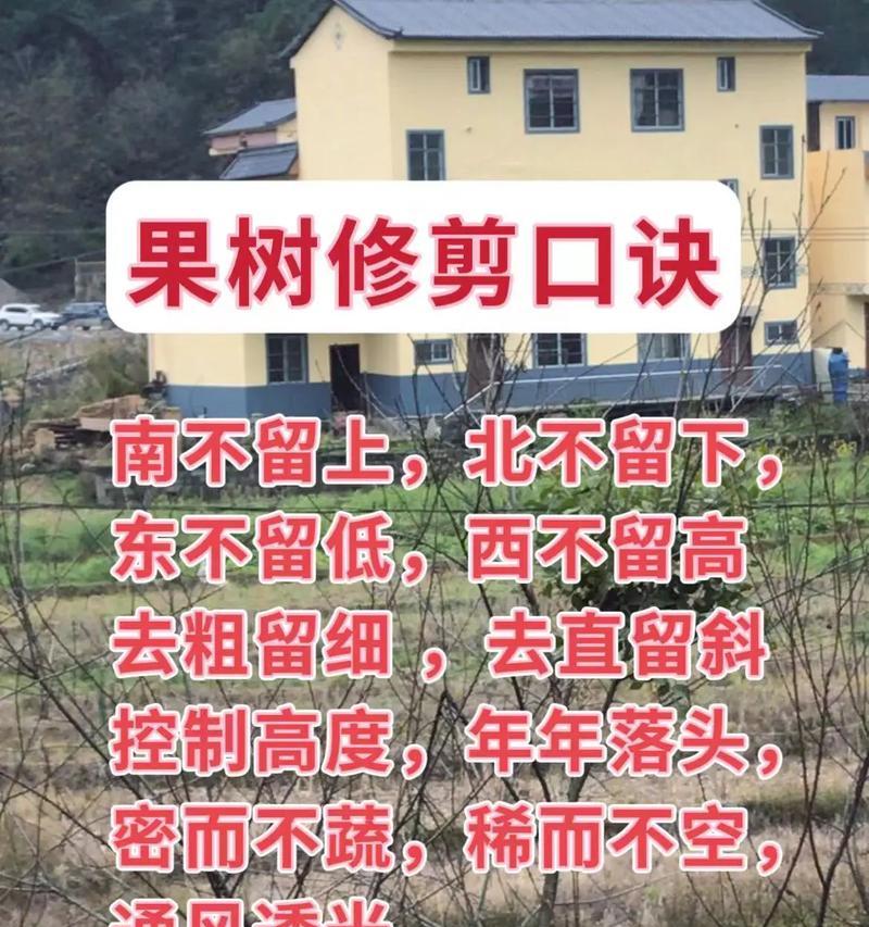 青木修剪枝条的最佳时机是什么时候？具体步骤有哪些？