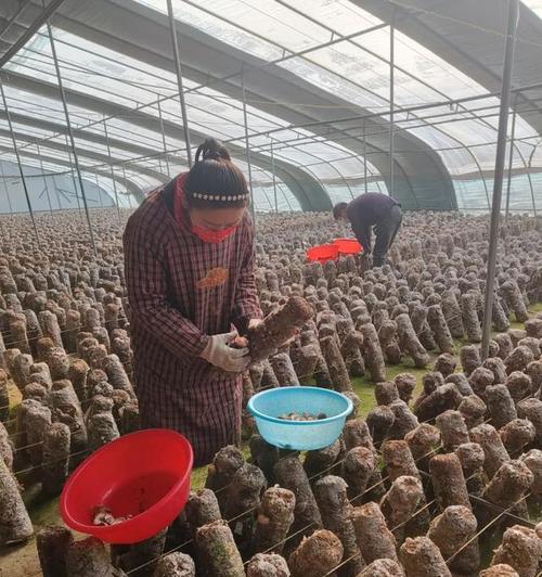 修梨果修剪枝条的最佳时期和方法是什么？