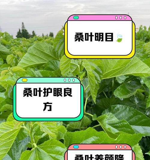 小桑树苗怎么种植方法？步骤和注意事项是什么？