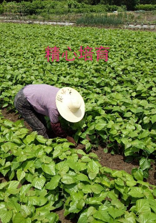 小桑树苗怎么种植方法？步骤和注意事项是什么？