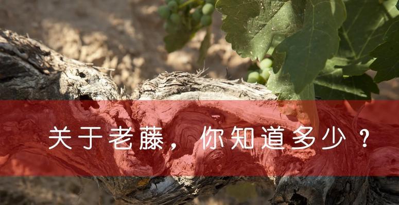 老葡萄锯断后如何正确催芽？