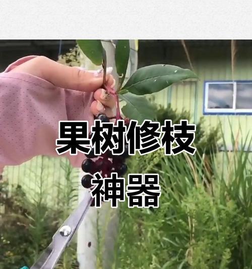 大枇杷修剪枝的最佳方法是什么？修剪后如何促进生长？