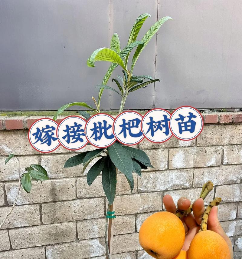 大枇杷修剪枝的最佳方法是什么？修剪后如何促进生长？