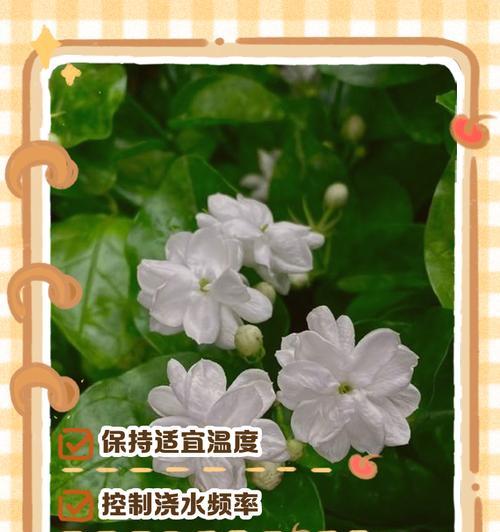 茉莉入冬修剪方法是什么？如何正确进行茉莉冬季剪枝？