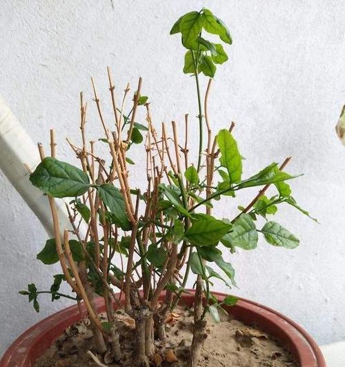 茉莉入冬修剪方法是什么？如何正确进行茉莉冬季剪枝？