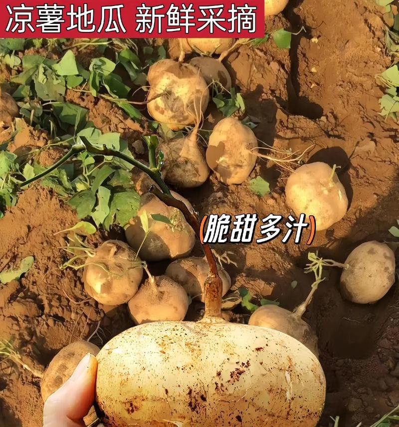 凉薯在家里如何催芽？需要多长时间才能发芽？