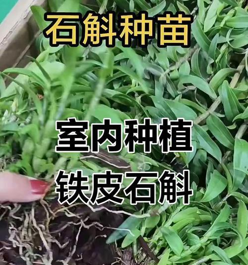 铁皮怎么种植方法？有哪些步骤和注意事项？