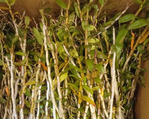 铁皮怎么种植方法？有哪些步骤和注意事项？