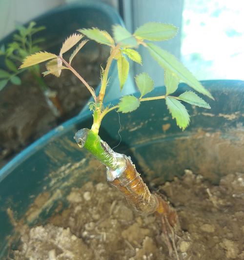混种月季种植方法是什么？如何正确进行混种月季的种植？