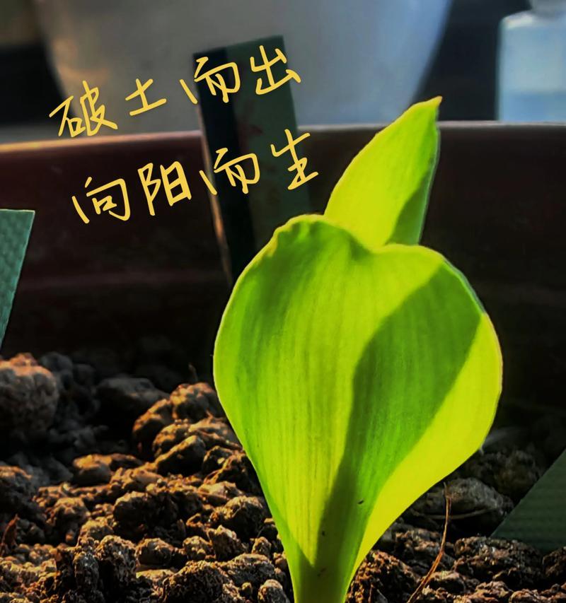 黏玉米种子催芽方法是什么？需要多长时间才能发芽？