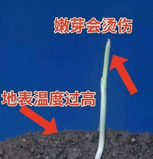 黏玉米种子催芽方法是什么？需要多长时间才能发芽？