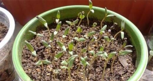 香花子催芽方法是什么？需要多长时间才能发芽？