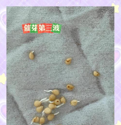 香花子催芽方法是什么？需要多长时间才能发芽？
