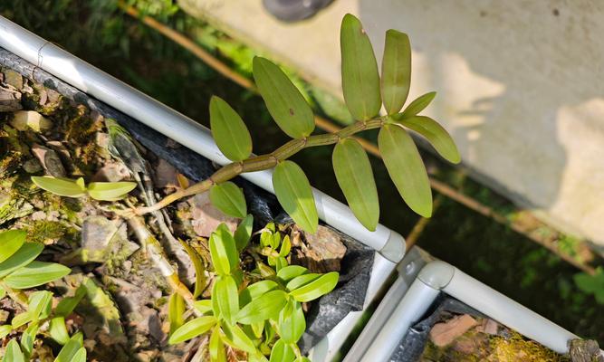 家里怎么种植石斛种植方法？有哪些步骤和注意事项？