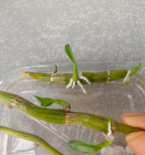 家里怎么种植石斛种植方法？有哪些步骤和注意事项？