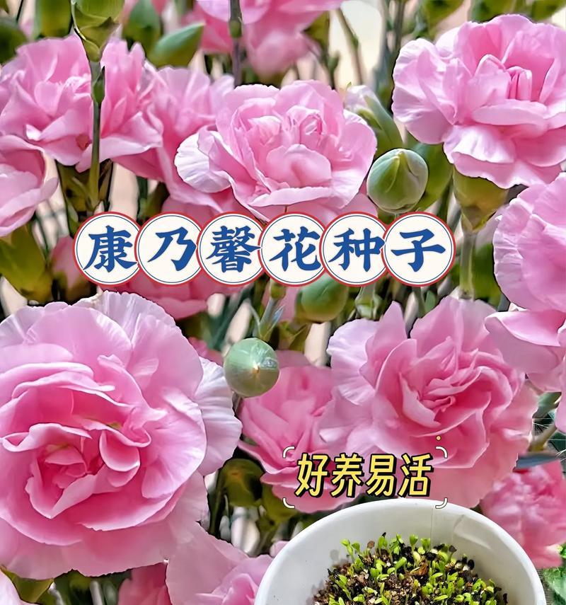 康乃馨种子催芽方法是什么？需要多长时间才能发芽？