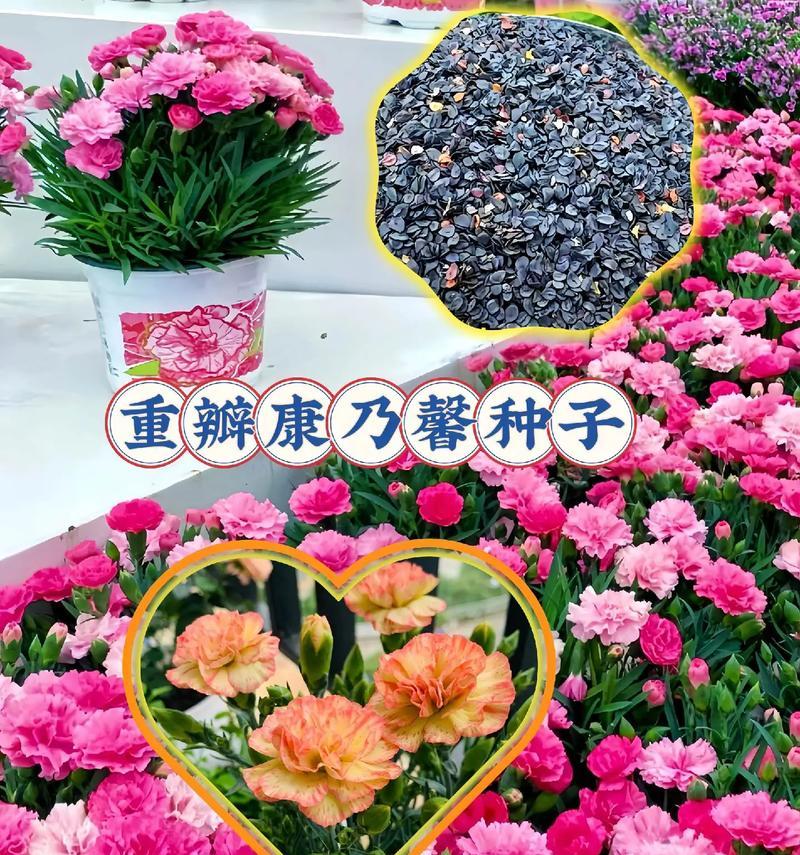 康乃馨种子催芽方法是什么？需要多长时间才能发芽？