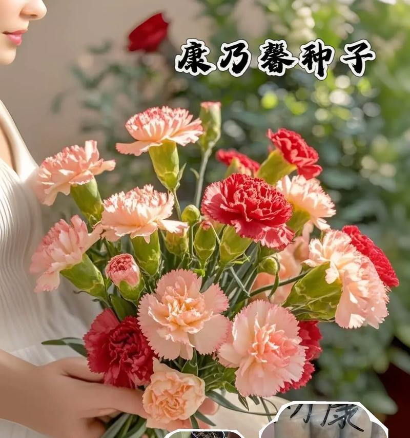 康乃馨种子催芽方法是什么？需要多长时间才能发芽？