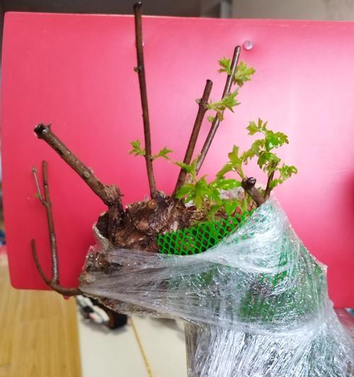 移栽老桩催芽方法是什么？如何快速促进芽点生长？