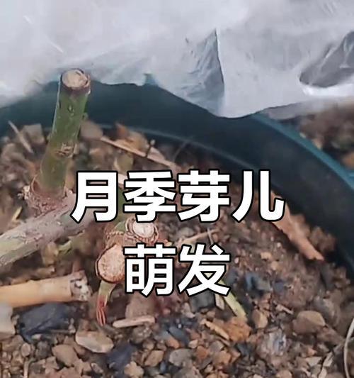 移栽老桩催芽方法是什么？如何快速促进芽点生长？