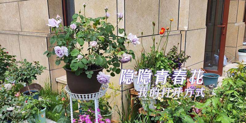 丛生春花修剪枝条的最佳时机是什么时候？如何正确修剪以促进生长？