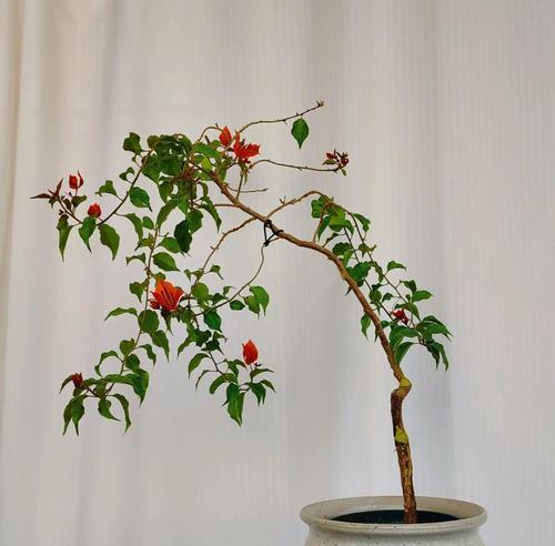 丛生春花修剪枝条的最佳时机是什么时候？如何正确修剪以促进生长？