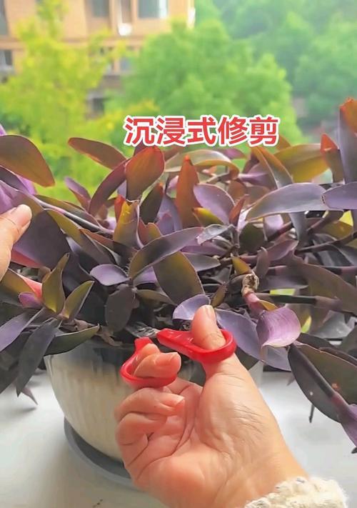 母草修剪枝条的最佳时机是什么时候？如何正确修剪以促进生长？
