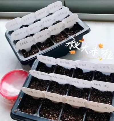 胡萝卜催芽方法有哪些？步骤和注意事项是什么？