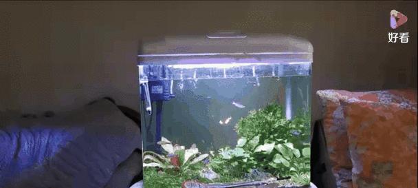 针叶水草修剪枝条的最佳方法是什么？修剪后如何护理？