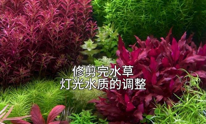 针叶水草修剪枝条的最佳方法是什么？修剪后如何护理？