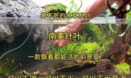 针叶水草修剪枝条的最佳方法是什么？修剪后如何护理？