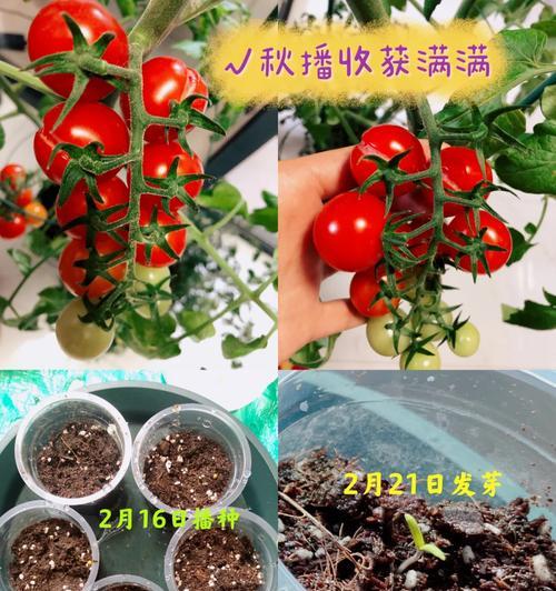 黄芽树催芽方法有哪些？哪种方式最有效？
