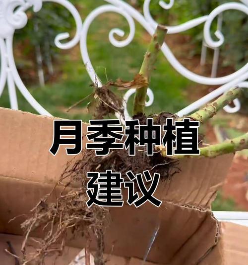 多颗月季催芽方法是什么？如何快速让月季发芽？