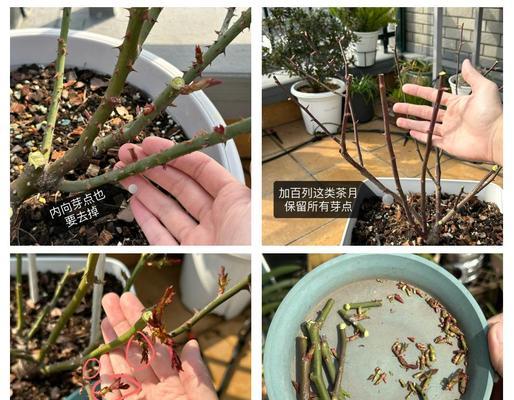多颗月季催芽方法是什么？如何快速让月季发芽？