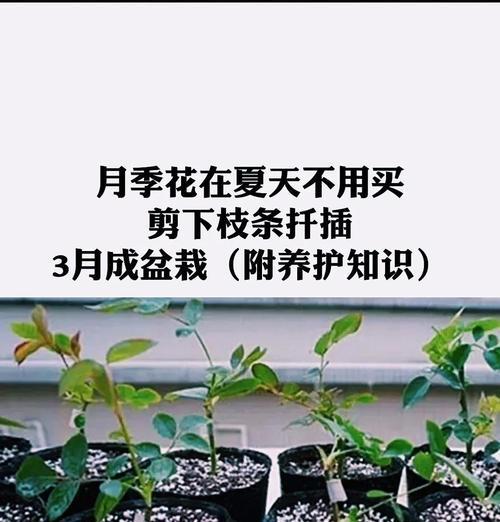 多颗月季催芽方法是什么？如何快速让月季发芽？