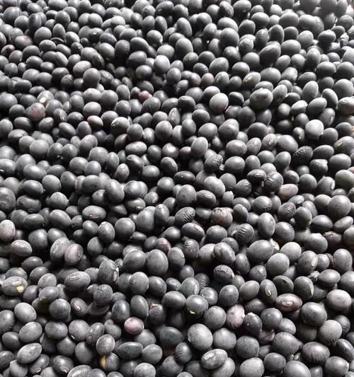 怎么给黑豆催芽种植？黑豆催芽种植的正确步骤是什么？
