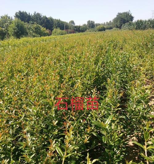 百灵籽种植方法是什么？如何正确种植百灵籽？