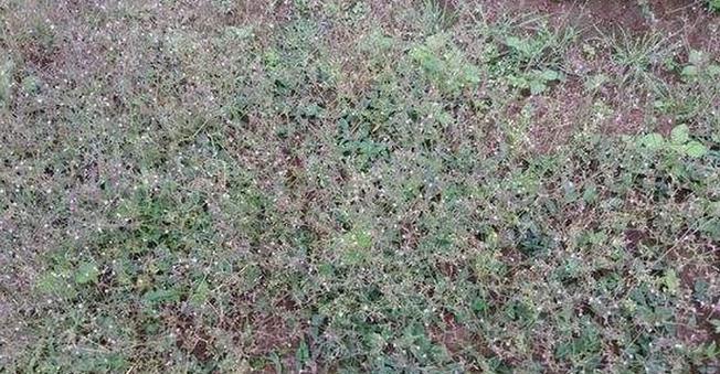 百灵籽种植方法是什么？如何正确种植百灵籽？