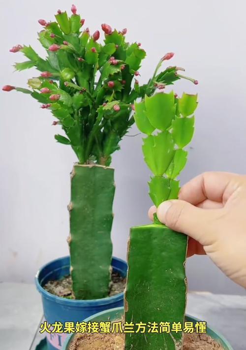 龙爪植物怎么种植方法？需要注意哪些常见问题？