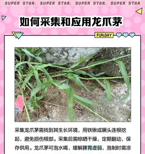 龙爪植物怎么种植方法？需要注意哪些常见问题？